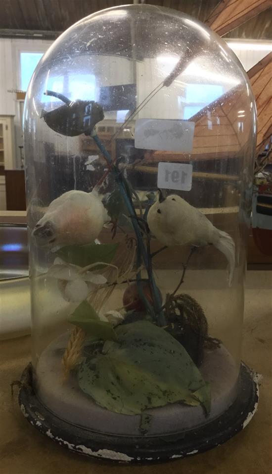 Taxidermy birds under a dome